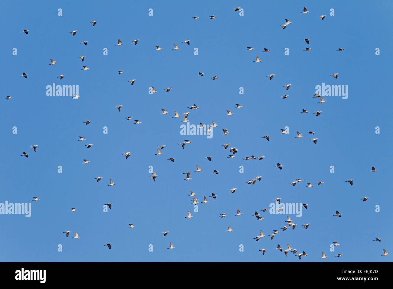 Ringeltaube (Columba Palumbus), strömen in einem klaren blauen Himmel, Deutschland, Schleswig-Holstein Stockfoto Ringeltaube (Columba Palumbus), strömen in einem klaren blauen Himmel, Deutschland, Schleswig-Holstein Stockfoto