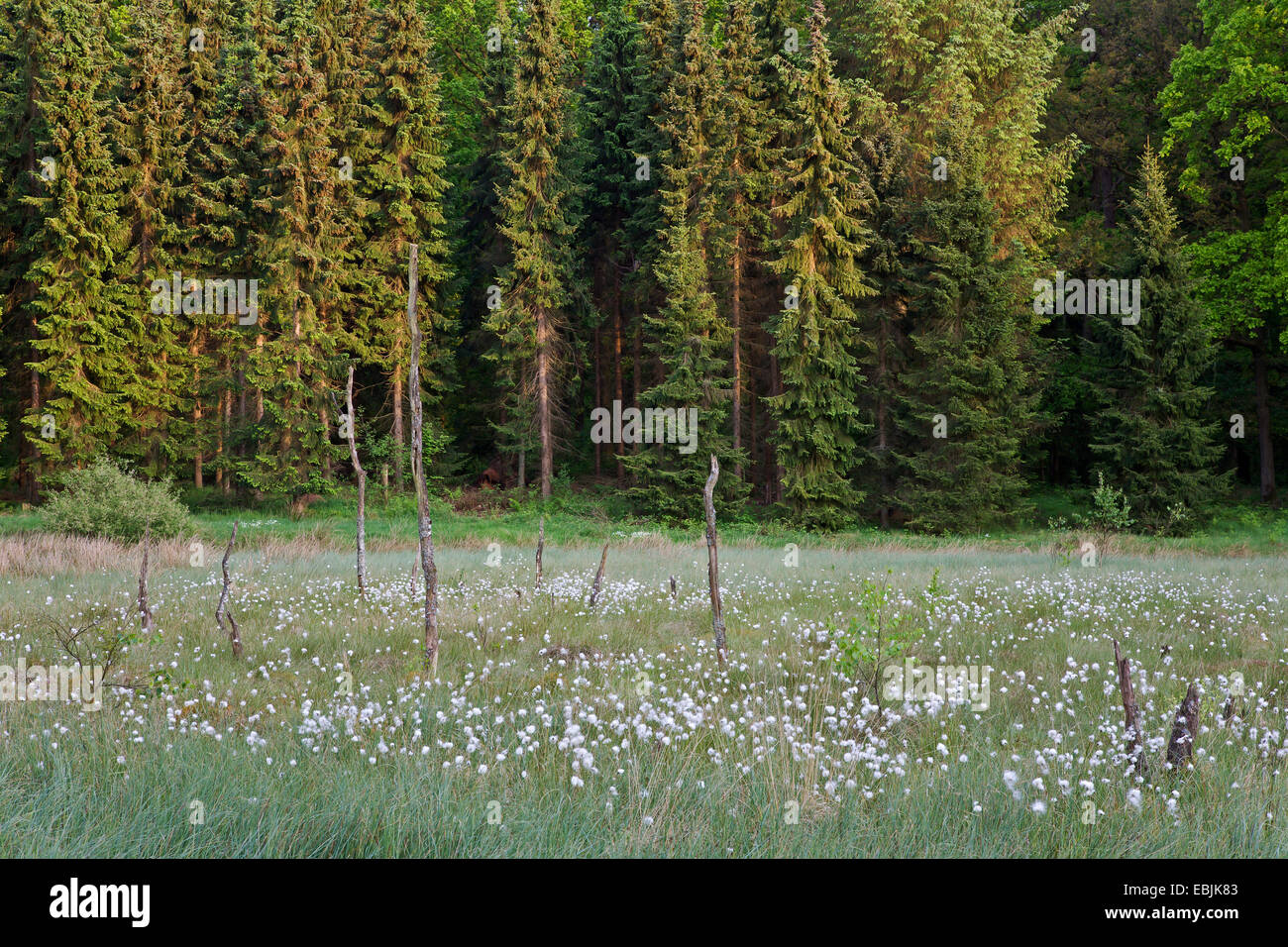 gemeinsamen Wollgras, Narrow-leaved Wollgras (Wollgras Angustifolium), Fruchtbildung in einem Sumpf, Deutschland, Schleswig-Holstein Stockfoto