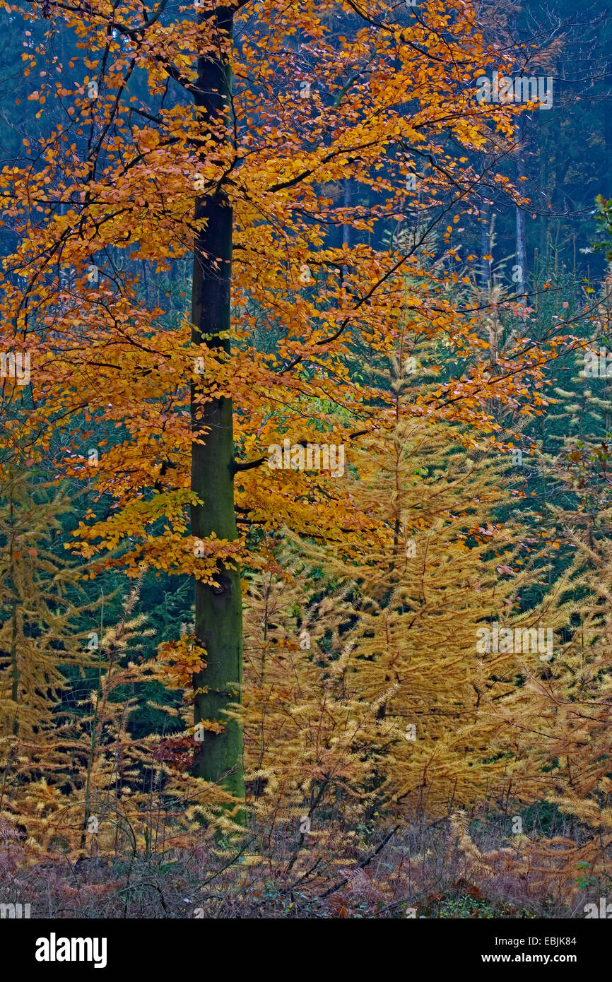 Rotbuche (Fagus Sylvatica), europäische Buche im Herbst, Deutschland, Schleswig-Holstein Stockfoto