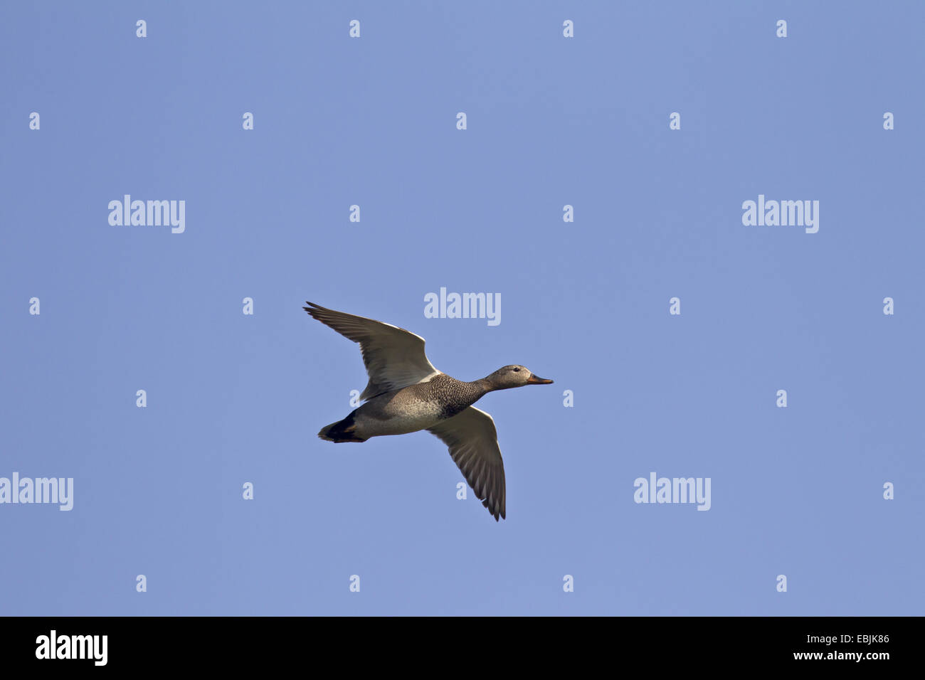 Gadwall (Anas Strepera, Mareca Strepera), fliegen, Deutschland, Schleswig-Holstein Stockfoto