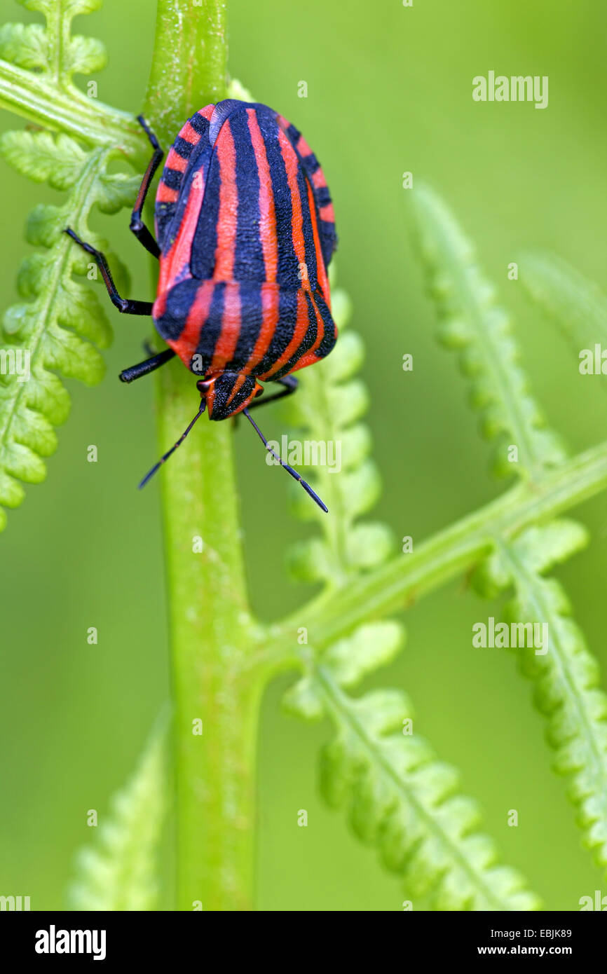 Graphosoma Lineatum, italienische Striped-Bug, Minstrel Bug (Graphosoma Lineatum, Graphosoma unsere), sitzt auf einem Farn, Deutschland, Schleswig-Holstein Stockfoto