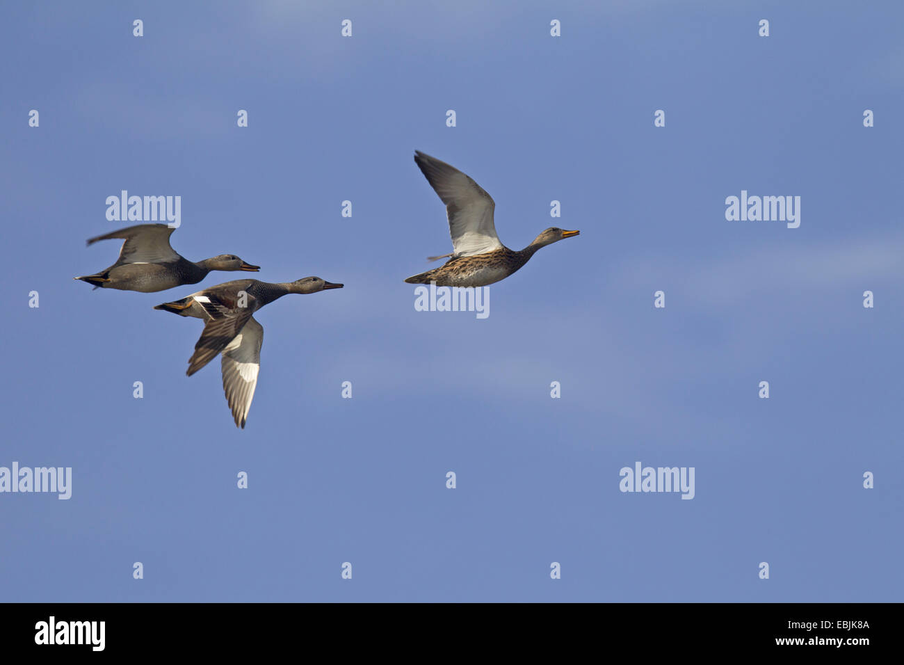 Gadwall (Anas Strepera, Mareca Strepera), fliegen, Deutschland, Schleswig-Holstein Stockfoto