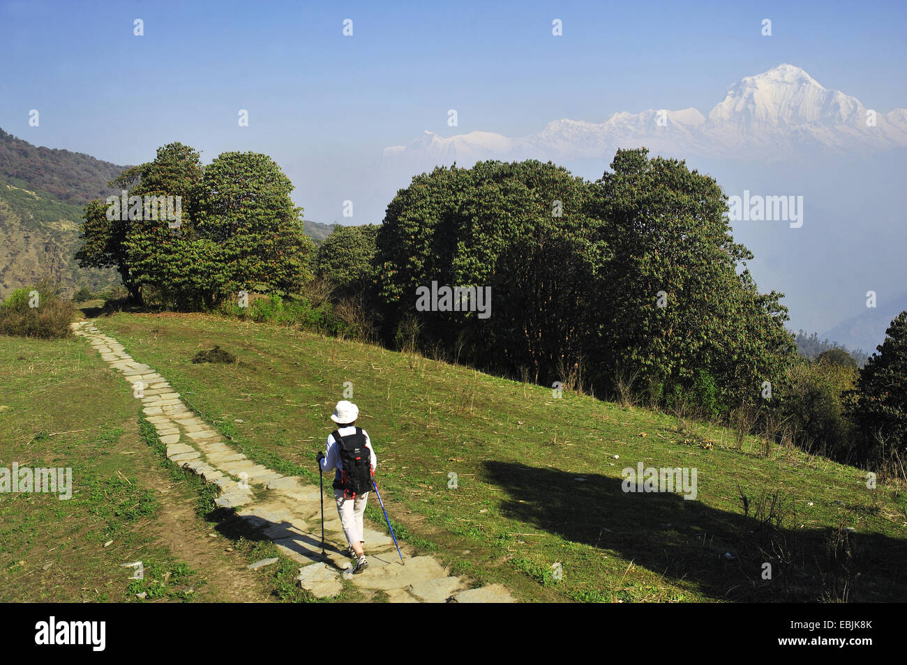 Frau auf einem Wanderweg am Fuße des Annapurna-Massivs, im Hintergrund der Dhaulagiri (8167 m), Nepal Stockfoto