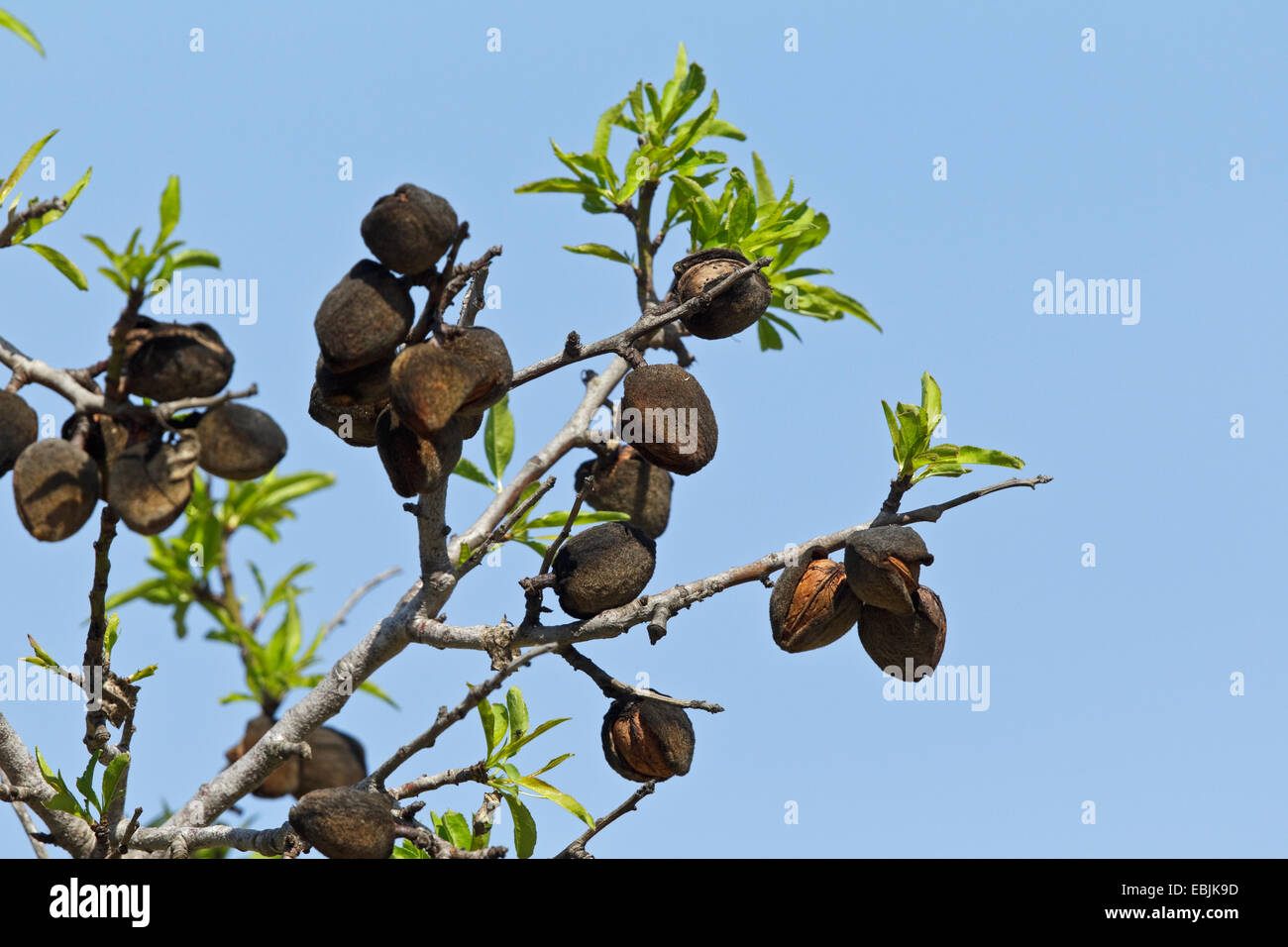 Reife Mandeln auf Mandelbaum (Prunus Dulcis, Sy Prunus Amygdalus, Amygdalus Communis, Amygdalus Dulcis), Mallorca, Spanien Stockfoto
