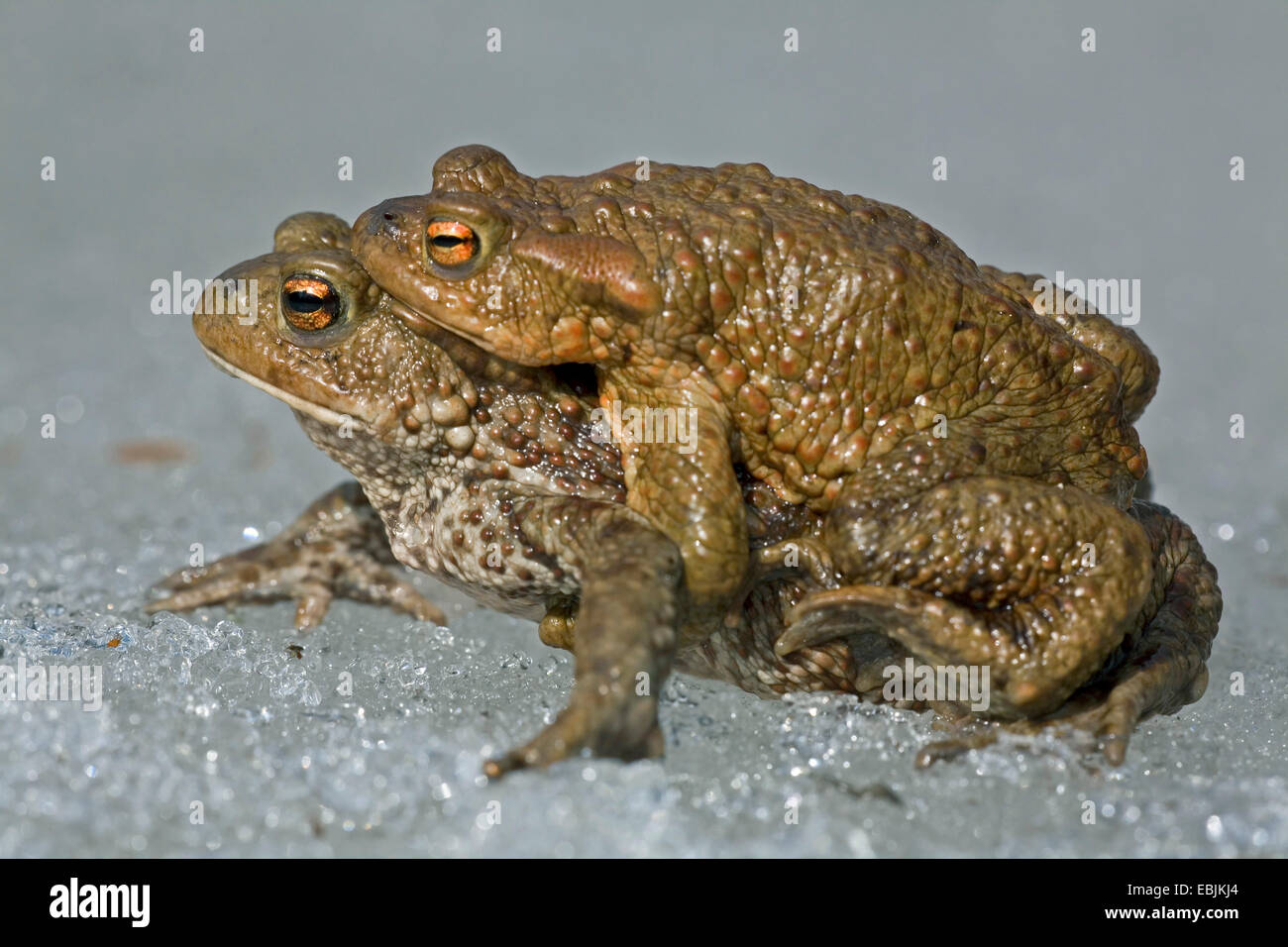 Europäischen gemeinsamen Kröte (Bufo Bufo), paar auf Eis, Schweden, Vaermland Stockfoto