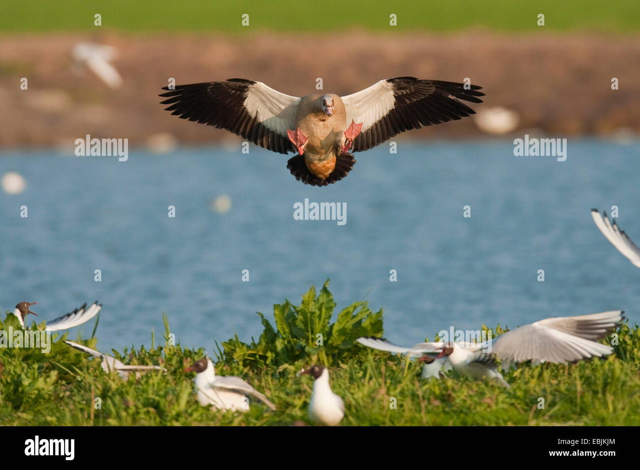 Nilgans (Alopochen Aegyptiacus), Spülung Lachmöwen bei der Landung auf einem See bedeckt mit Rasen, Niederlande, Texel Stockfoto
