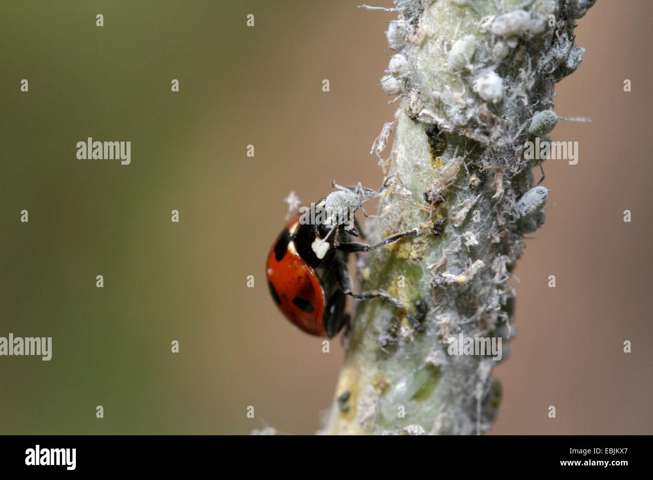 sieben-Punkt-Marienkäfer, Sevenspot Marienkäfer, 7-Punkt Marienkäfer (Coccinella Septempunctata), Essen Blattläuse, Deutschland, Bayern Stockfoto