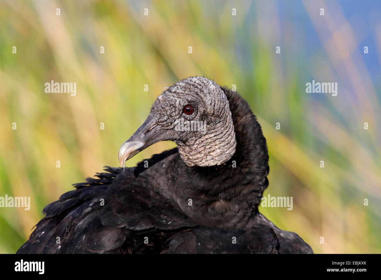 Amerikanische schwarze Geier (Coragyps Atratus), Porträt, USA, Florida, Everglades Nationalpark Stockfoto