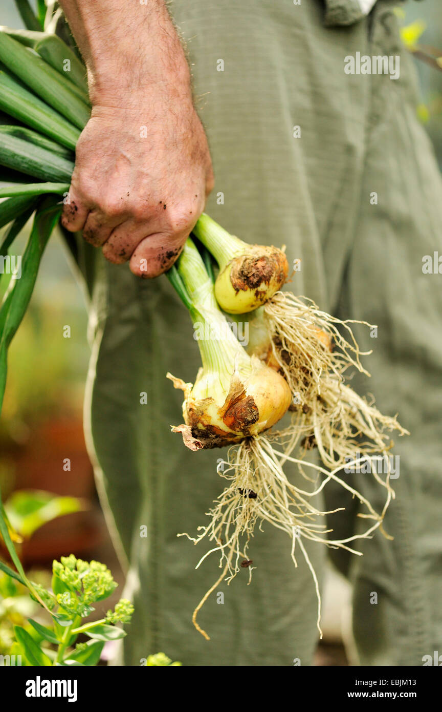 Mann hält frisch gepflückt Zwiebeln, Fokus auf Händen Stockfoto