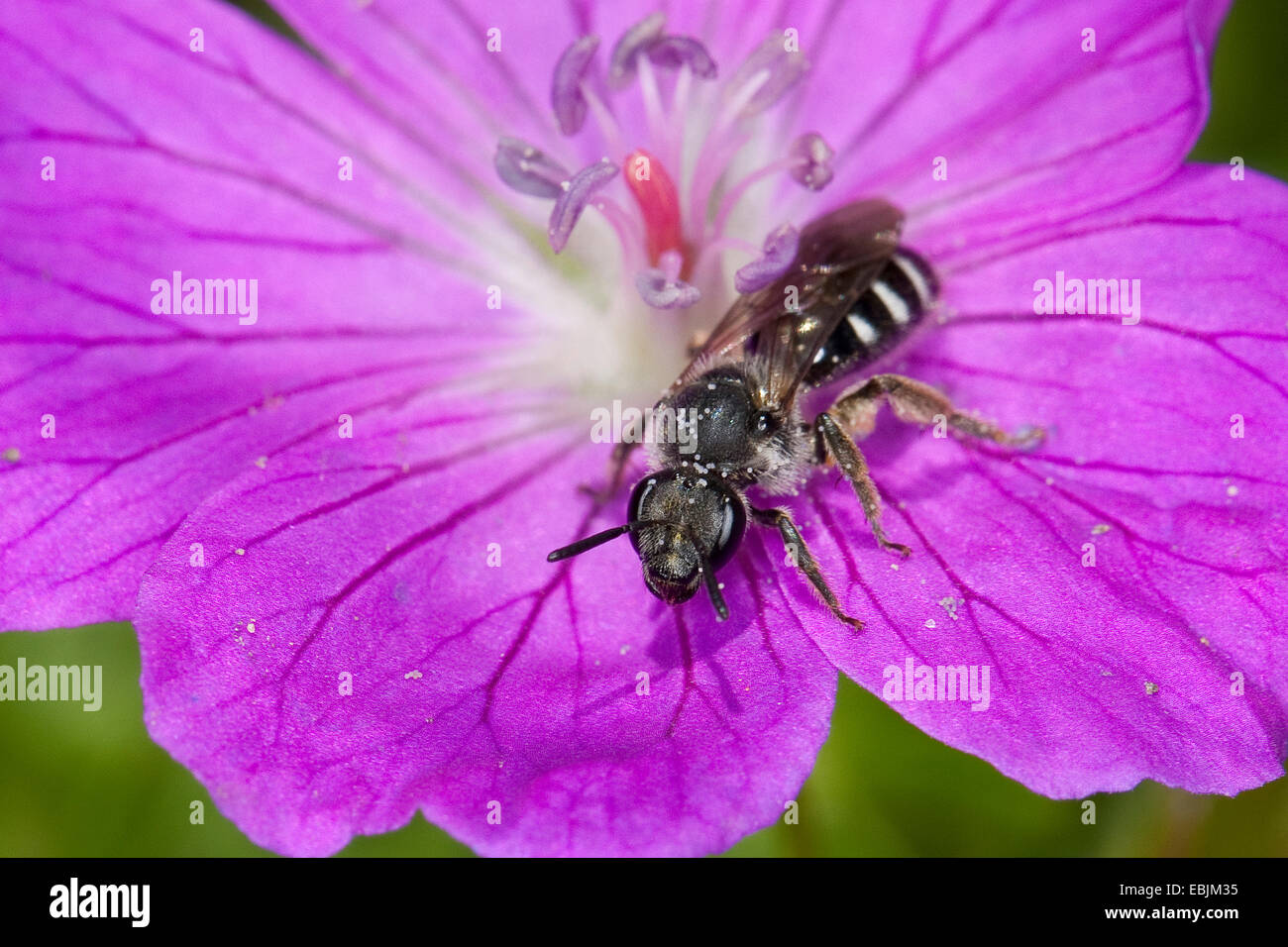 Schweiß der Biene, die europäischen Halictid Biene (vgl. Costulatum Früchte, Früchte-Spezifikation), auf einer Blume, Deutschland Stockfoto