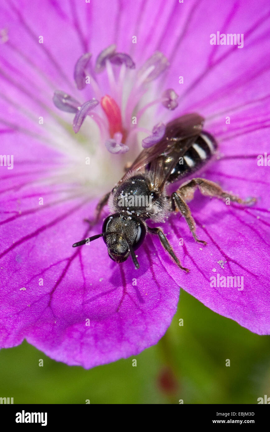 Schweiß der Biene, die europäischen Halictid Biene (vgl. Costulatum Früchte, Früchte-Spezifikation), auf einer Blume, Deutschland Stockfoto