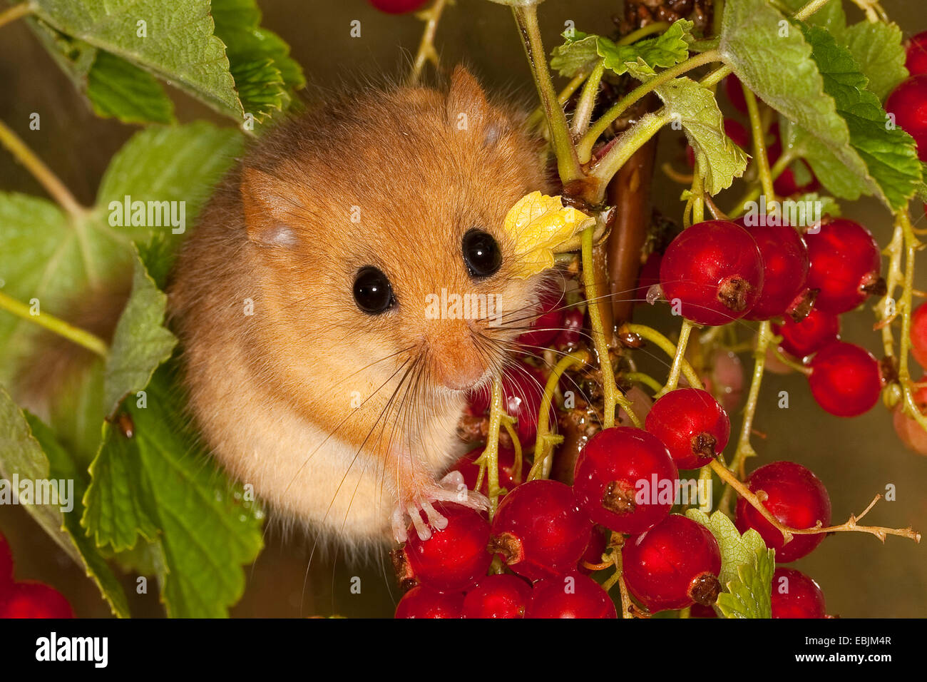 Siebenschläfer, Hasel Haselmaus (Muscardinus Avellanarius), Klettern im nördlichen roten Johannisbeerstrauch zwischen reifer Früchte, Deutschland Stockfoto