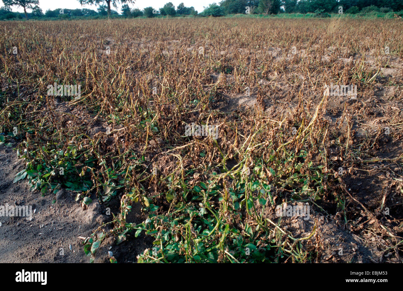 Kartoffel (Solanum Tuberosum), Feld nach der Verwendung von Pestiziden, Phytophthora infestans Stockfoto