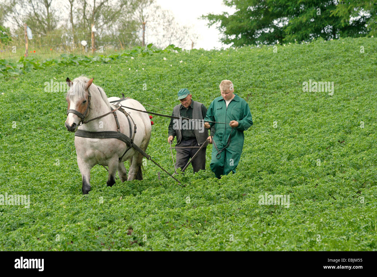 polnische Bauern mit Pferd Häufeln Kartoffel Pflanzen von einem Kartoffelfeld, Polen, Westpommern, Siekierki Stockfoto