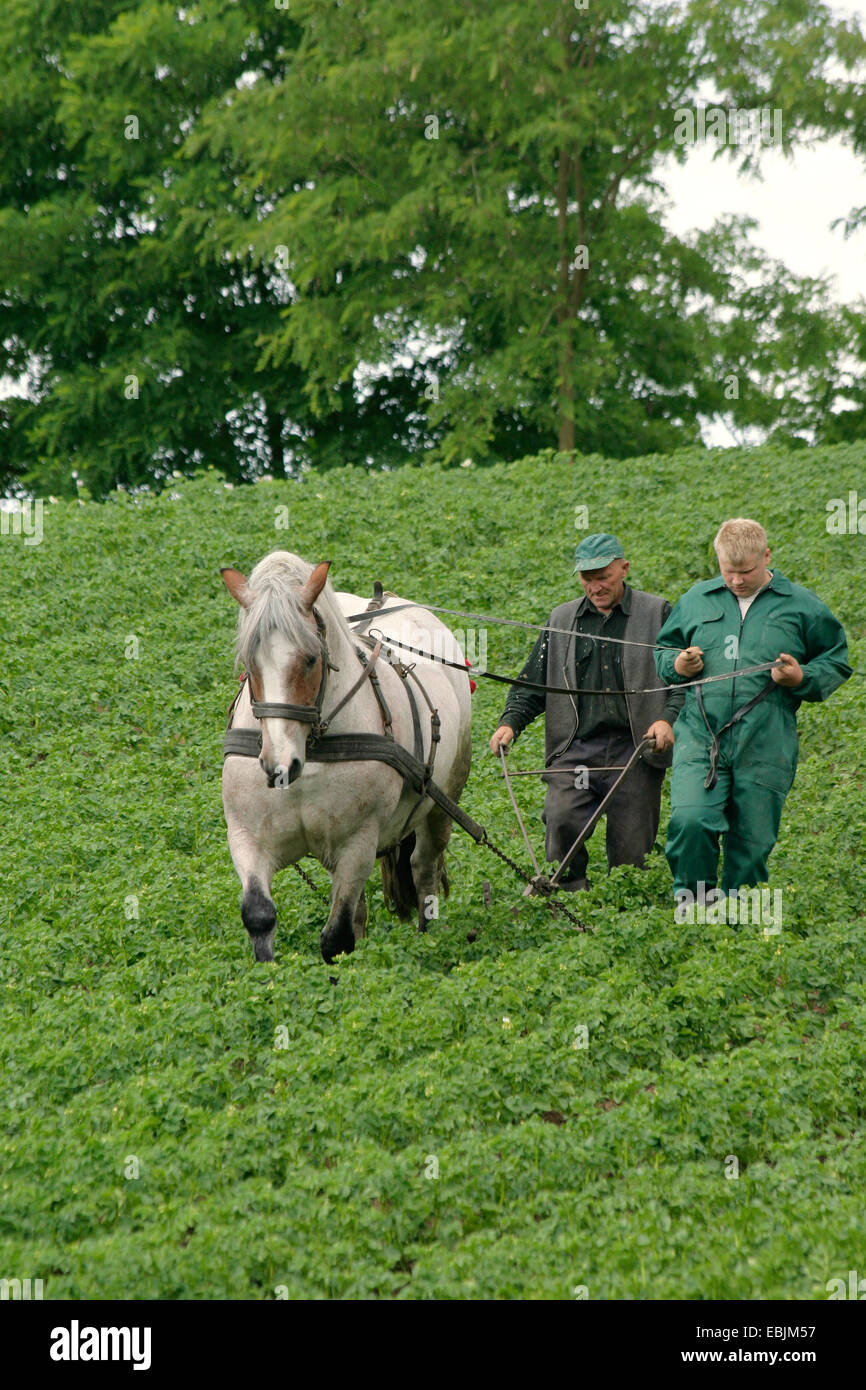 polnische Bauern mit Pferd Häufeln Kartoffel Pflanzen von einem Kartoffelfeld, Polen, Westpommern, Siekierki Stockfoto