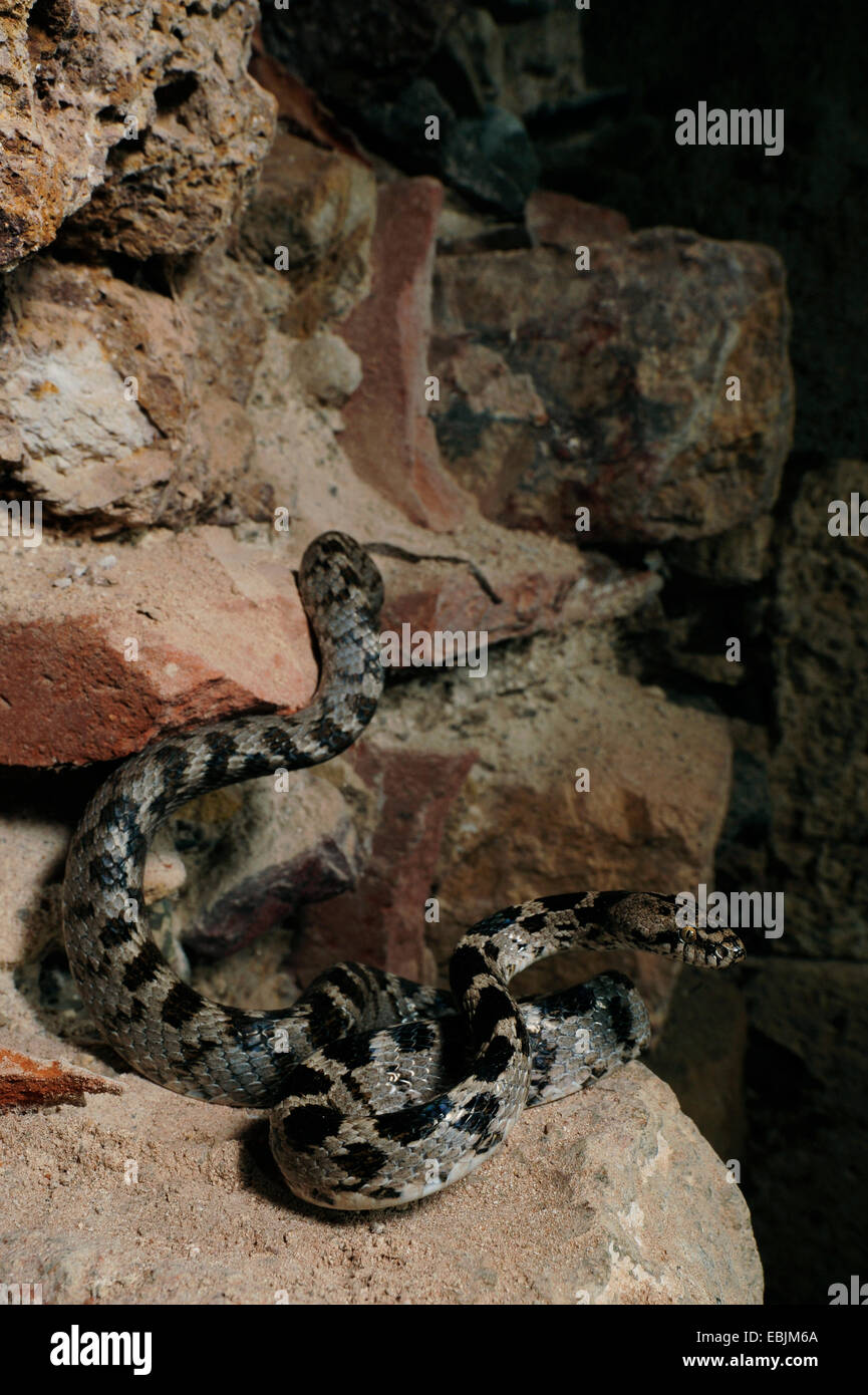 Katze-Snake, europäische Katze Schlange (Telescopus Goldhahnenfuß), liegen an der Wand eine Ruine, Griechenland, Zuge Stockfoto