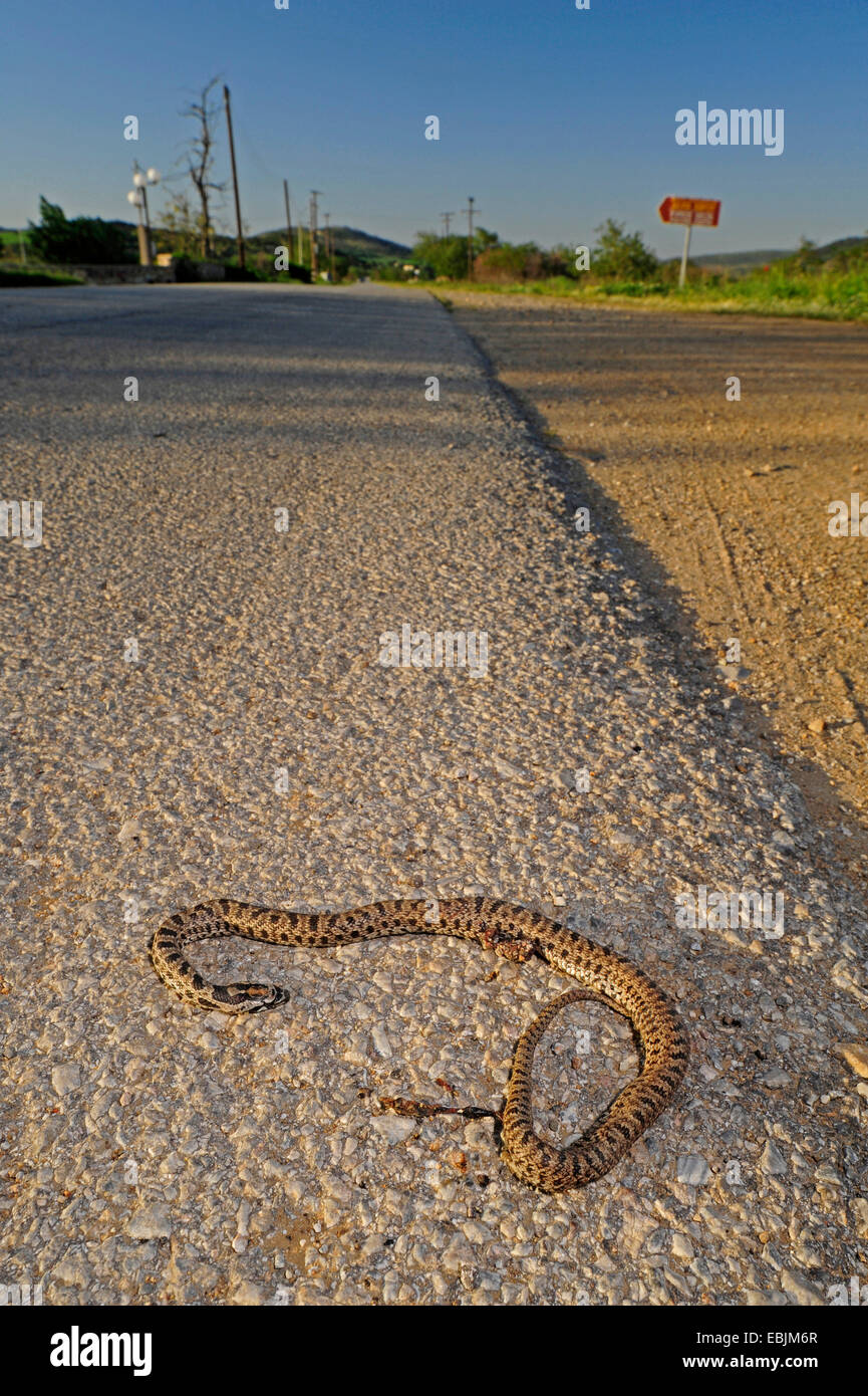 Gestromt Schlange (bieten Sauromates, bieten Quatuorlineata Sauromates), tote Person auf einer Straße, Griechenland, Zuge Stockfoto