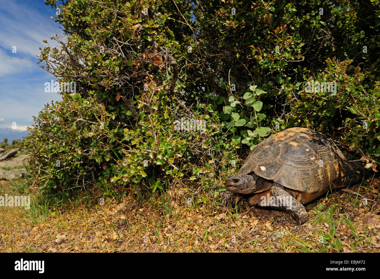 Margenhandel Schildkröte, ausgestoßenen Schildkröte (Testudo Marginata), im Lebensraum, Griechenland, Thessalien Stockfoto