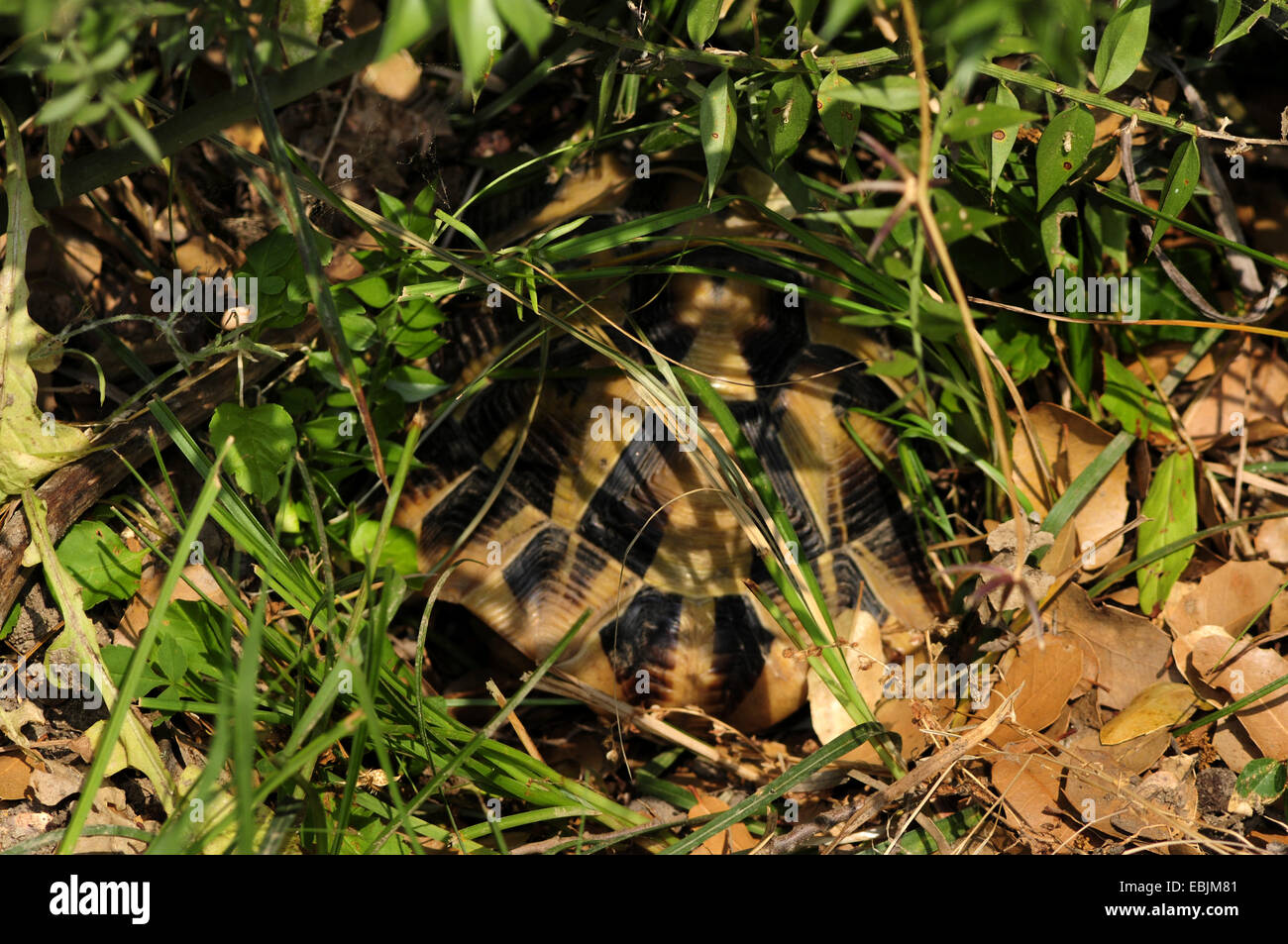 Hermanns Schildkröte, Griechische Schildkröte, Boettgers Schildkröte (Testudo Hermanni Boettgeri), verborgen unter einem Busch, Griechenland, Mazedonien Stockfoto