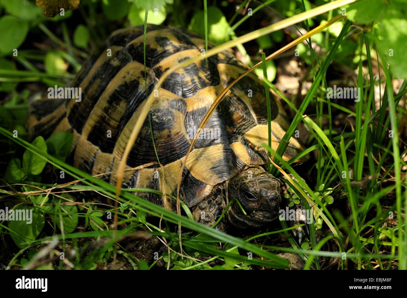 Hermanns Schildkröte, Griechische Schildkröte, Boettgers Schildkröte (Testudo Hermanni Boettgeri), verborgen unter einem Busch, Griechenland, Mazedonien Stockfoto