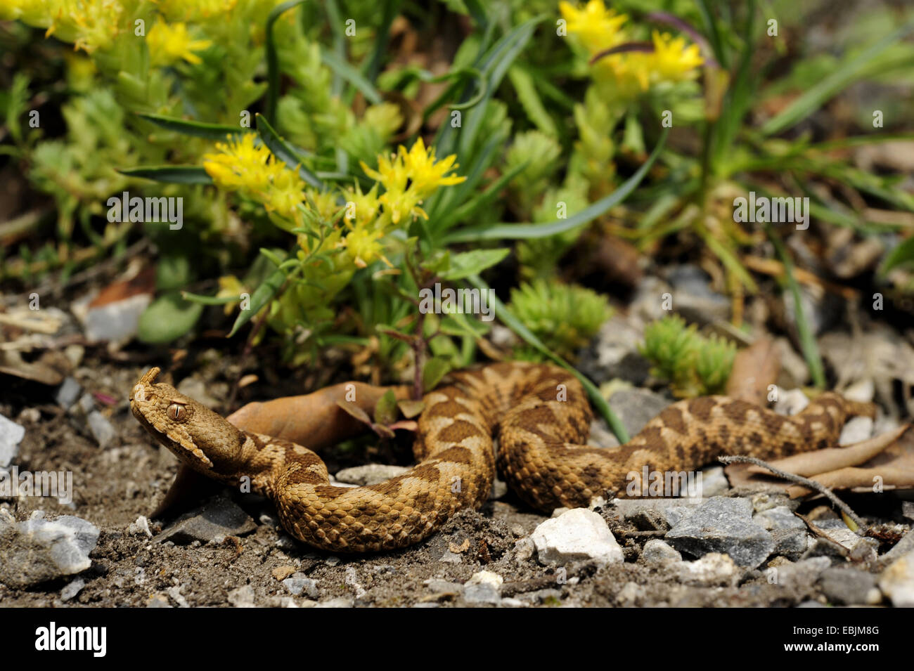 Nase-gehörnte Viper, gehörnte Viper, Langnasen-Viper (Vipera Ammodytes, Vipera Ammodytes Meridionalis), juvenile männlich, Griechenland, Mazedonien Stockfoto