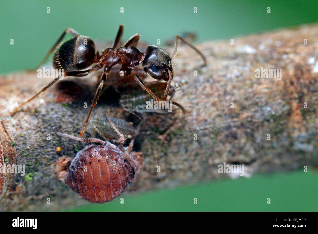 Schwarze Ameise, gemeinsame Schwarze Ameise, Garten Ameisen (Lasius Niger), Schwarzer Garten Ameisen Melken Blattlaus (Pterocomma spec.), Deutschland, Bayern Stockfoto