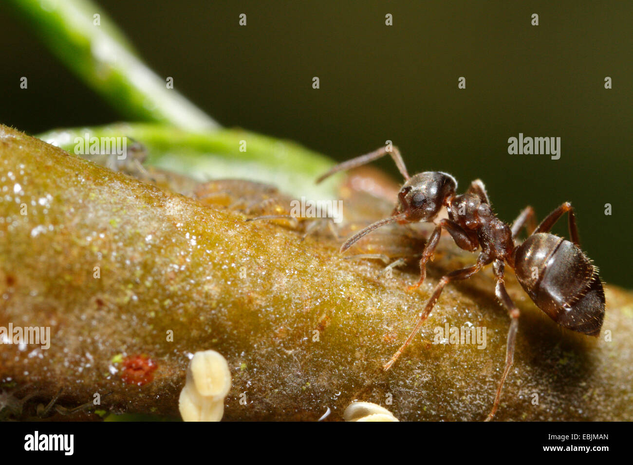 Schwarze Ameise, gemeinsame Schwarze Ameise, Garten Ameisen (Lasius Niger), Melken mehrere Blattläuse (Pterocomma spec.), Deutschland, Bayern Stockfoto