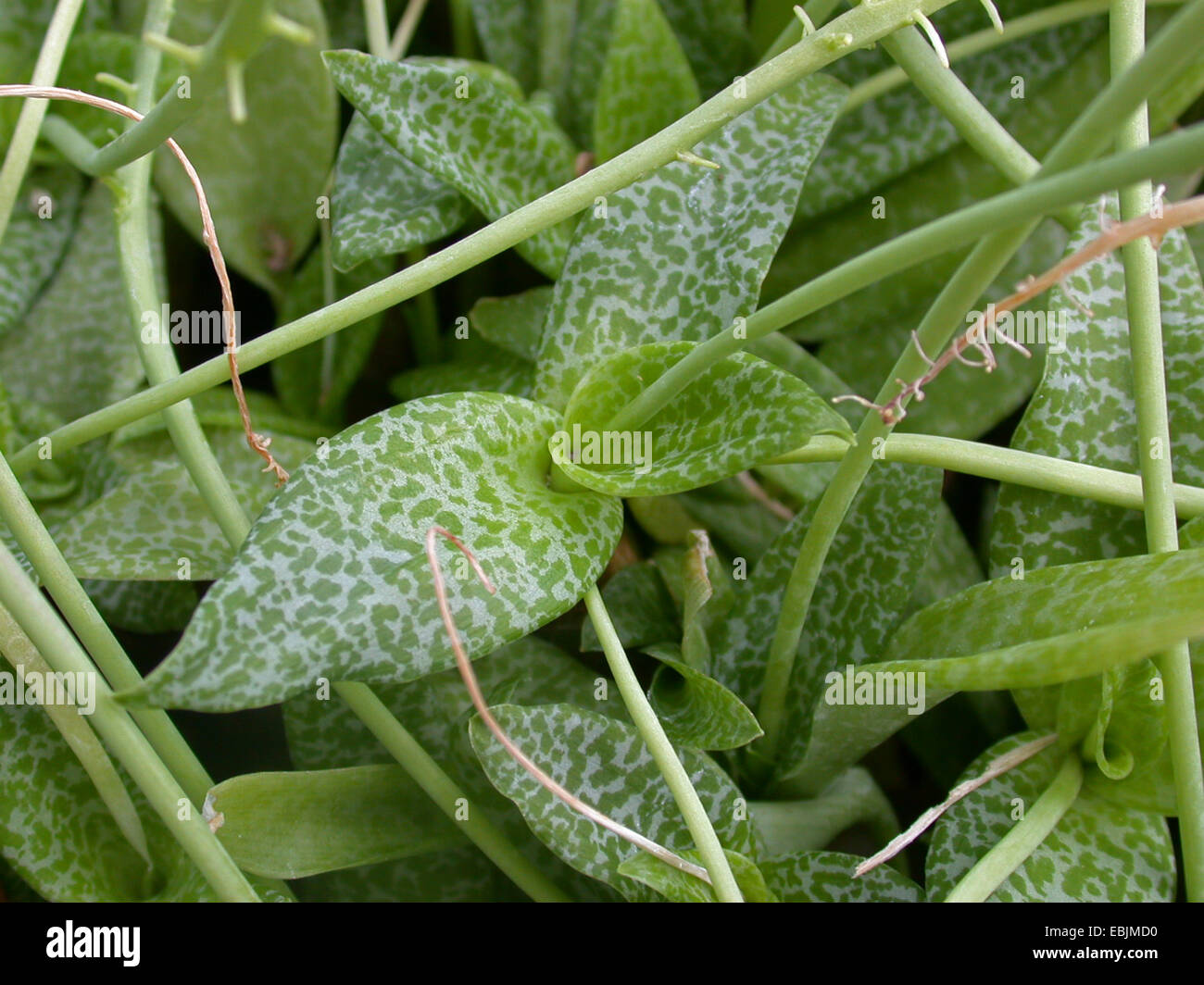 Silber Blaustern, violett Blaustern, Leopard Lily (Ledebouria Socialis, Scilla Violacea), Blätter Stockfoto