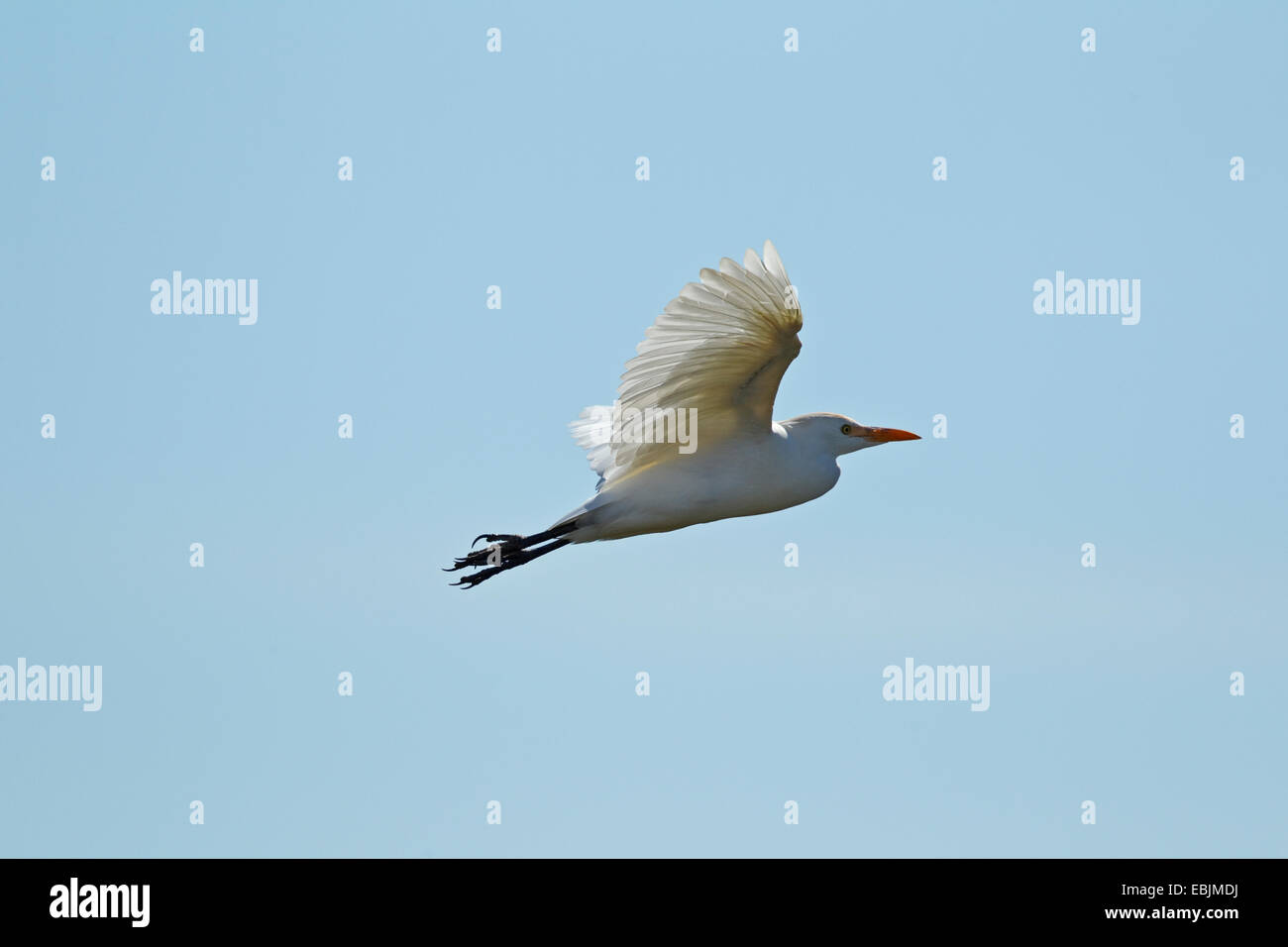 Kuhreiher (Bubulcus Ibis) im Flug, Parc Natural de S'Albufera de Mallorca, Spanien Stockfoto