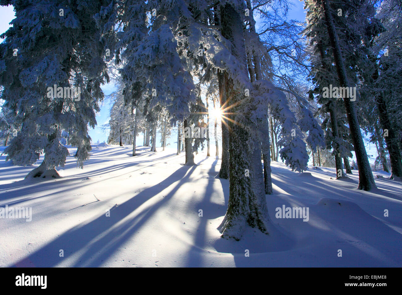 Gemeine Fichte (Picea Abies), Schnee bedeckte Fichten, Schweiz, Creux du Van Stockfoto