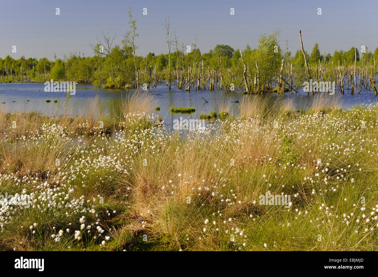 Wollgras (Wollgras spec.), Blick über die renaturierte Goldenstedter ...