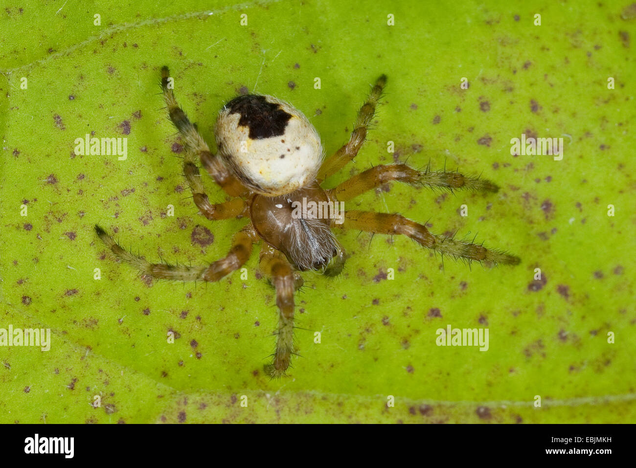 marmoriert, Orbweaver, marmorierte Spinne (Araneus Marmoreus F. Pyramidata), sitzt auf einem Blatt, Deutschland Stockfoto