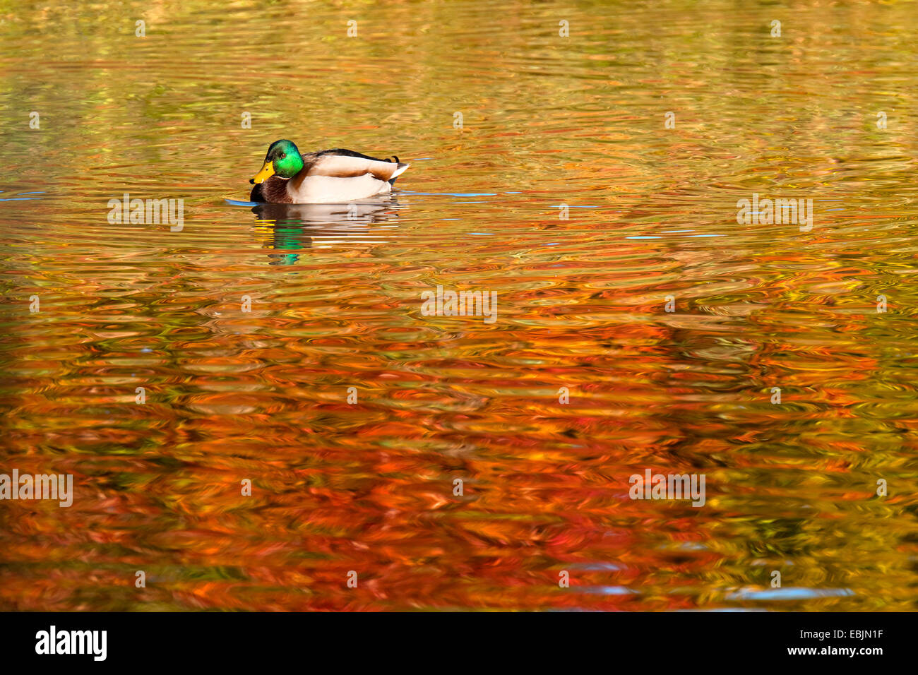 Stockente (Anas Platyrhynchos), männliche schwimmen auf dem Teich im Herbst Bäume im Wasser, Deutschland, Nordrhein-Westfalen Stockfoto