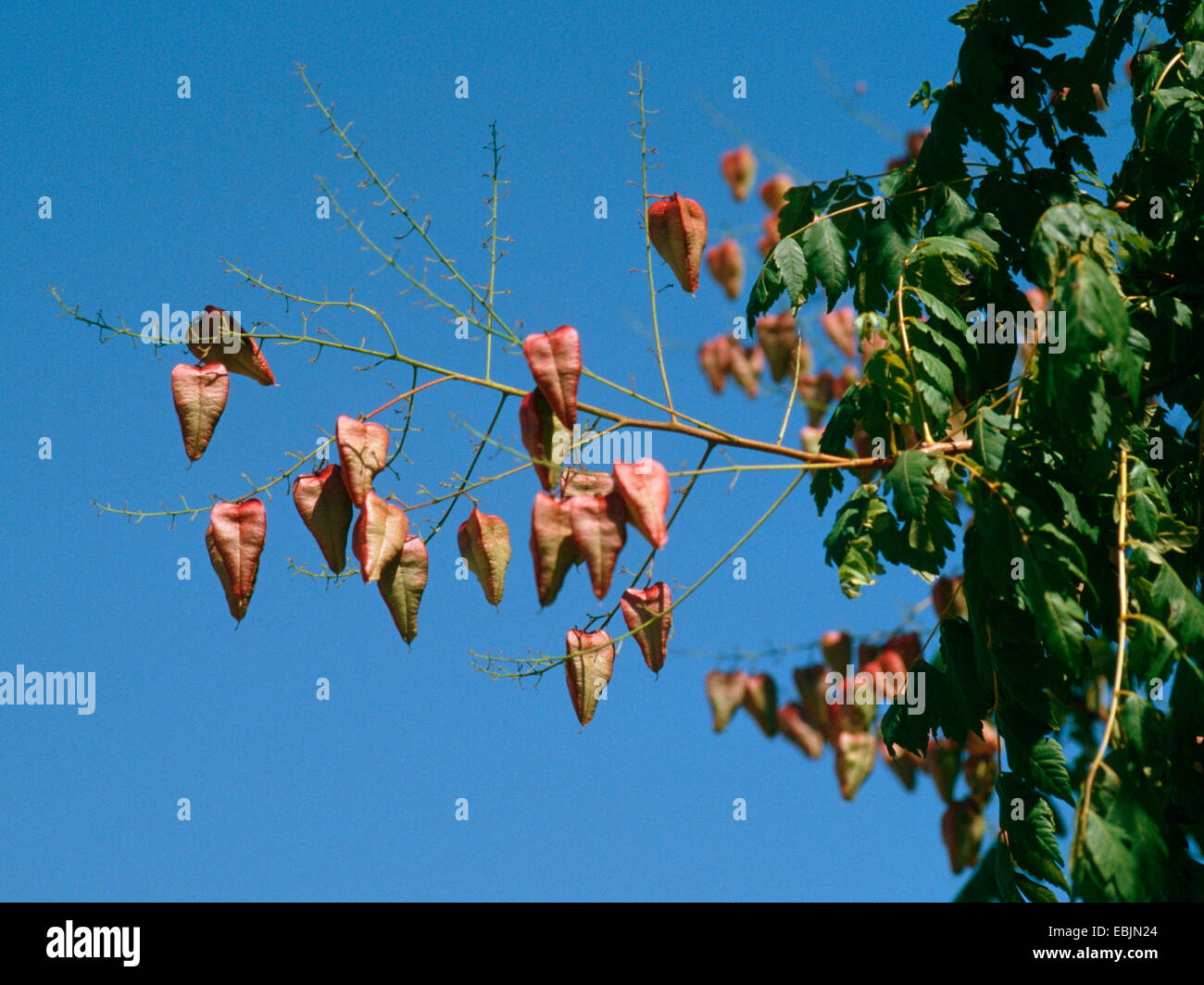 goldenen regen Baum (Stand Paniculata), Zweig mit Früchten gegen blauen Himmel Stockfoto