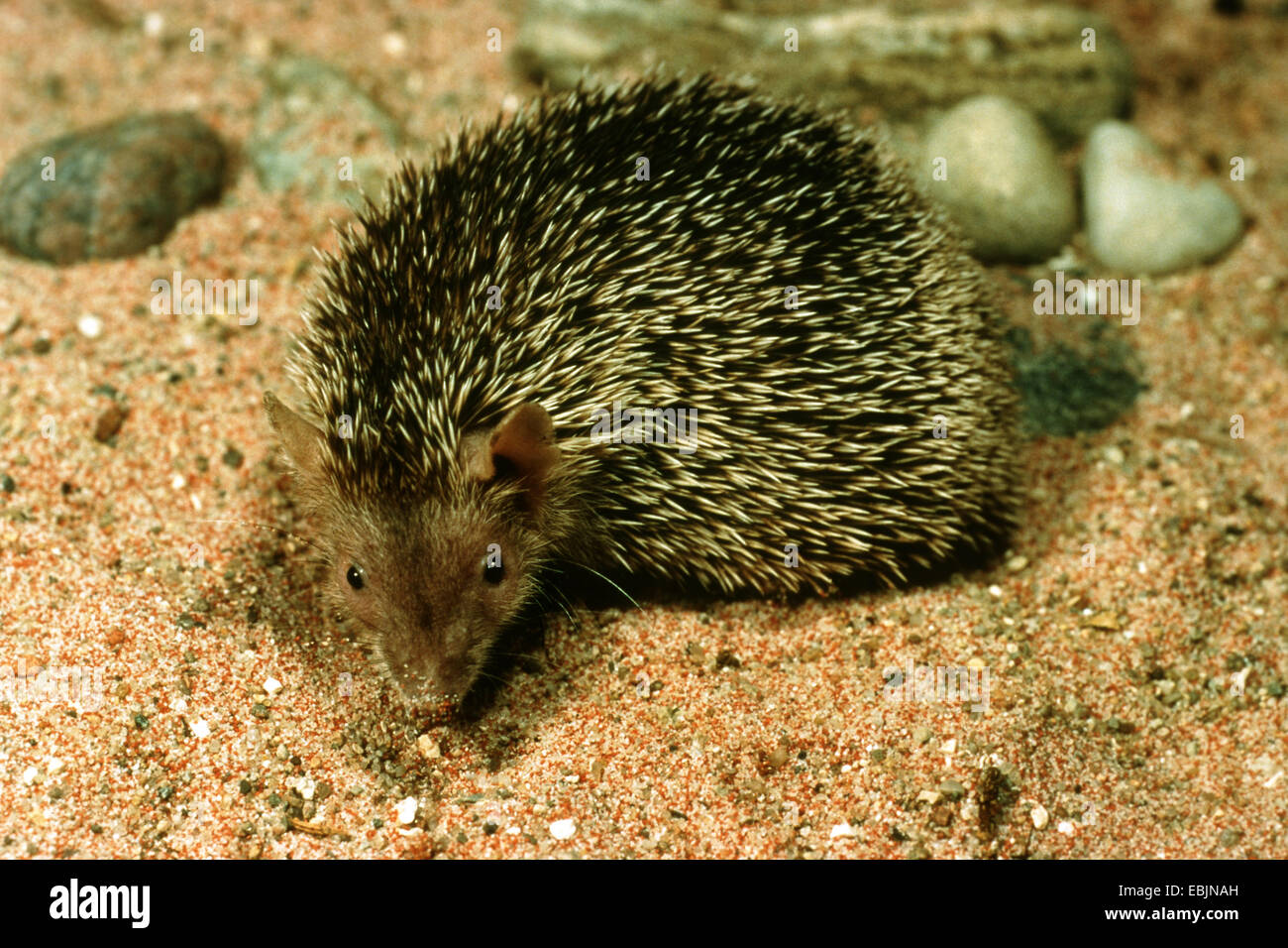 kleiner Igel-Tenreks (Echinops Telfairi), auf Sandboden Stockfoto