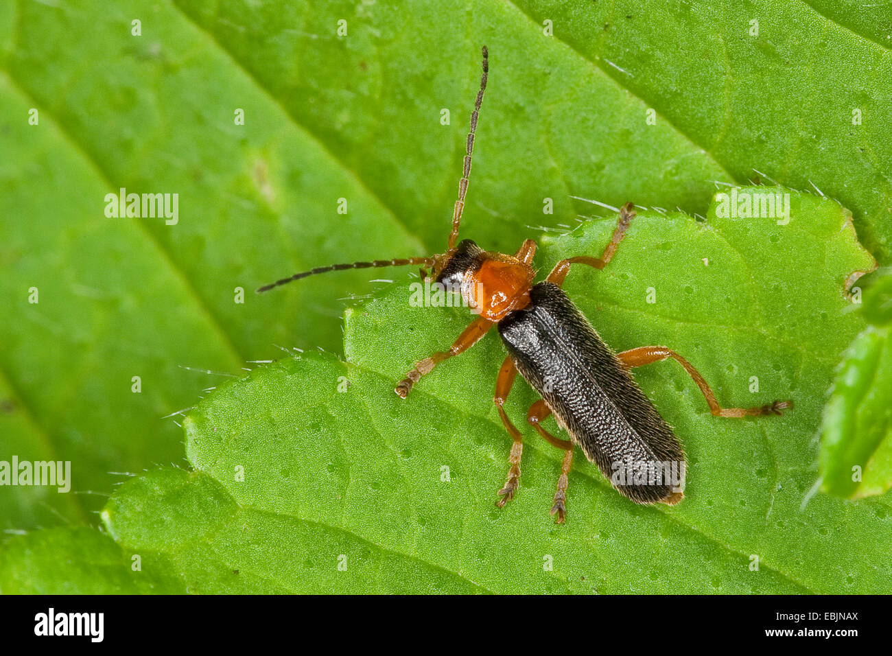 Soldat-Käfer (Cantharis Thoracica, Cantharis bicolor), sitzt auf einem Blatt, Deutschland Stockfoto