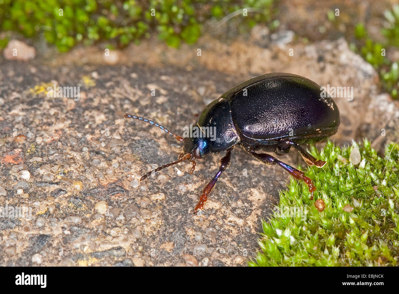 Getreidehähnchen (Chrysolina Sturmi, Chrysomela Sturmi, Chrysomela Violacea), Fuß über einen moosigen Stein, Deutschland Stockfoto