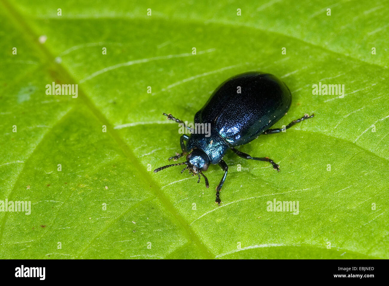 Erle Chrysomelid Käfer (Linaeidea Aenea, Chrysomela Aenea), sitzt auf einem Blatt, Deutschland Stockfoto