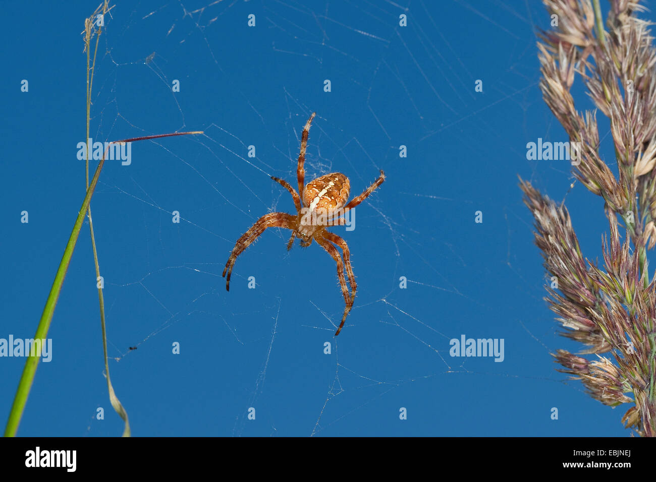 Cross-Orbweaver lauern Europäische Kreuzspinne Kreuz Spinne (Araneus Diadematus), im Netz unter Grashalme, Deutschland Stockfoto