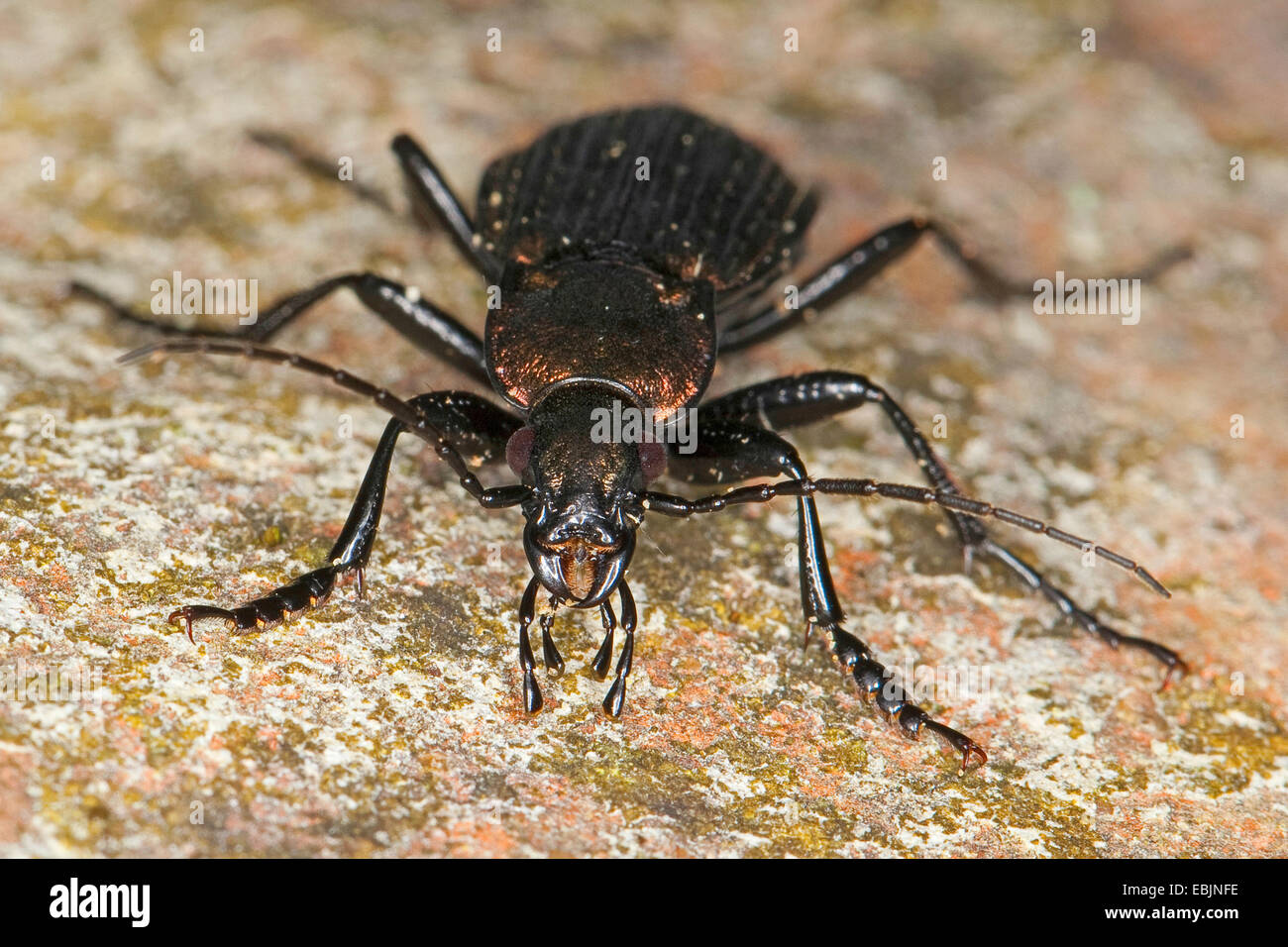 Bereich Boden Käfer (Carabus Granulatus), männliche auf lichened Stein, Deutschland Stockfoto