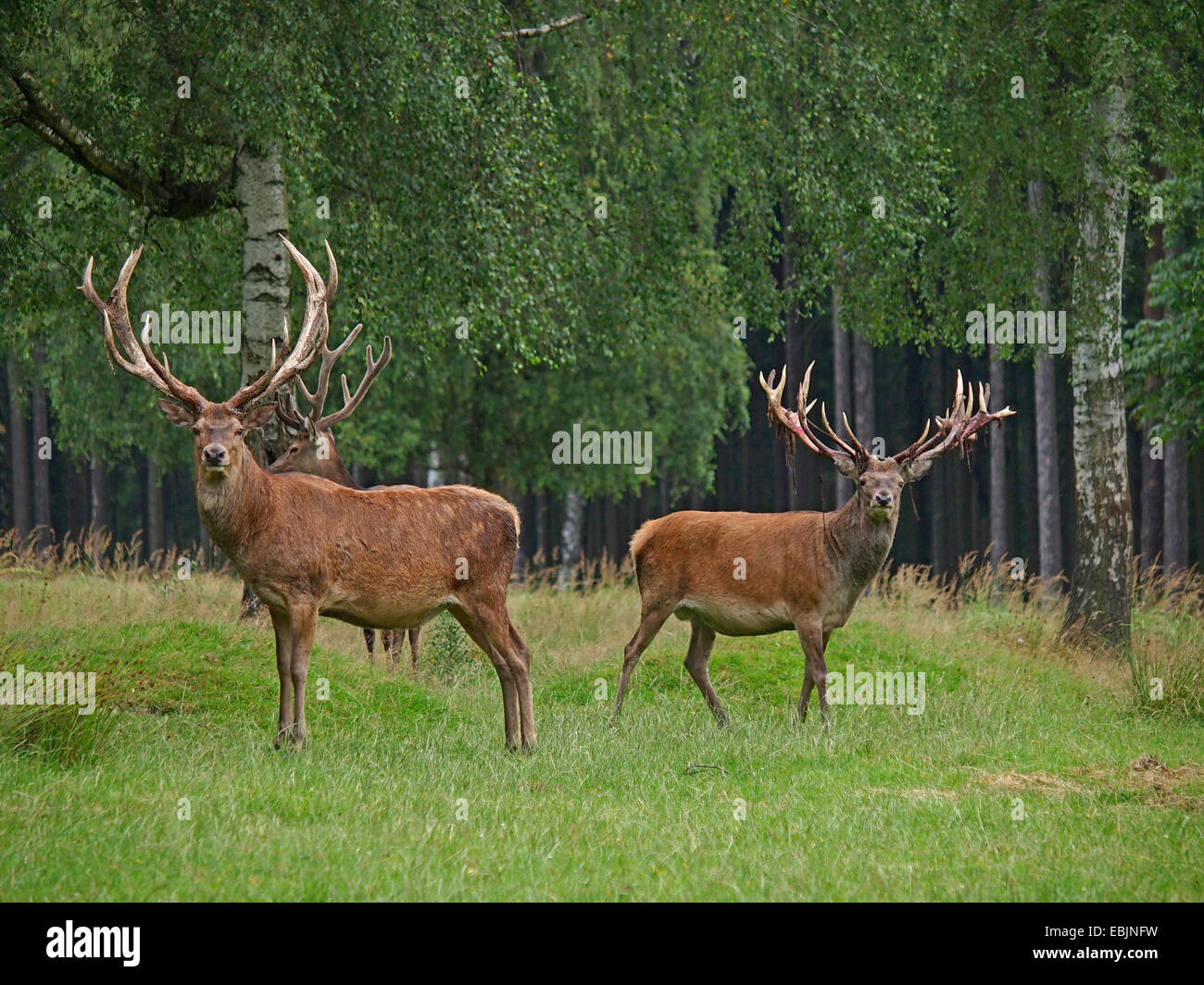 Rothirsch (Cervus Elaphus), drei Hirsche, stehen auf der Wiese am Waldrand, Deutschland Stockfoto