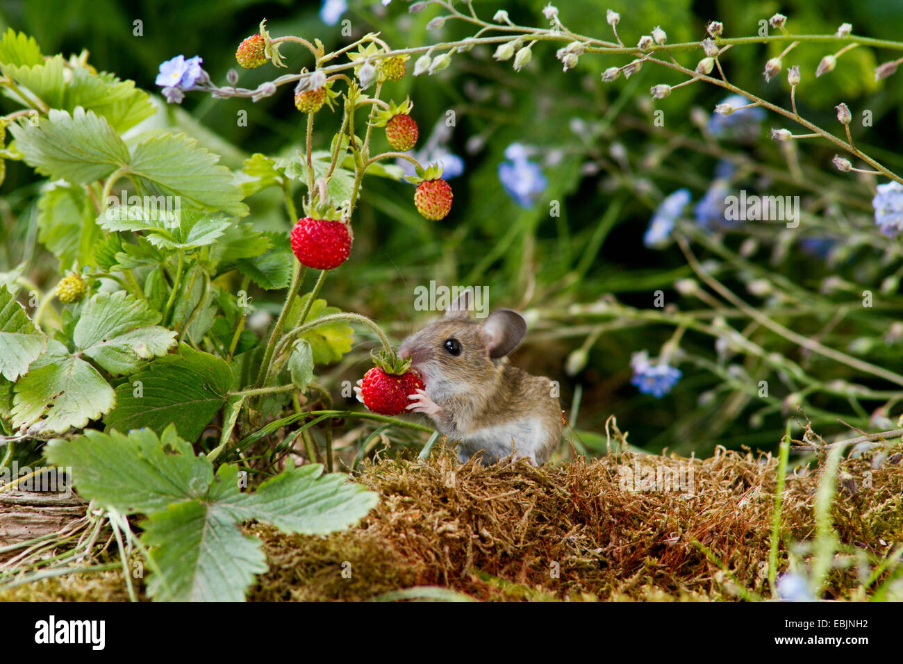 gelb-necked Maus (Apodemus Flavicollis), juvenile Fütterung eine wilde Erdbeere, Deutschland, Mecklenburg-Vorpommern Stockfoto