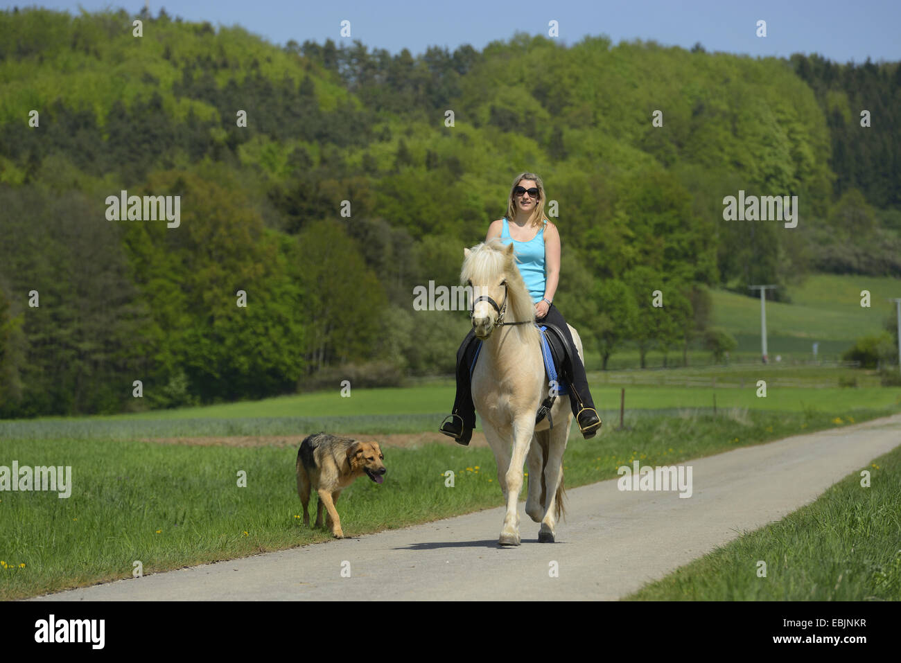 Isländisches Pferd, Islandpferd, Island Pony (Equus Przewalskii F. Caballus), junges Mädchen reiten durch eine Landschaft von Wald und Wiese auf einem Pony, begleitet von einem Mischling Hund, Deutschland, Bayern, Oberpfalz Stockfoto