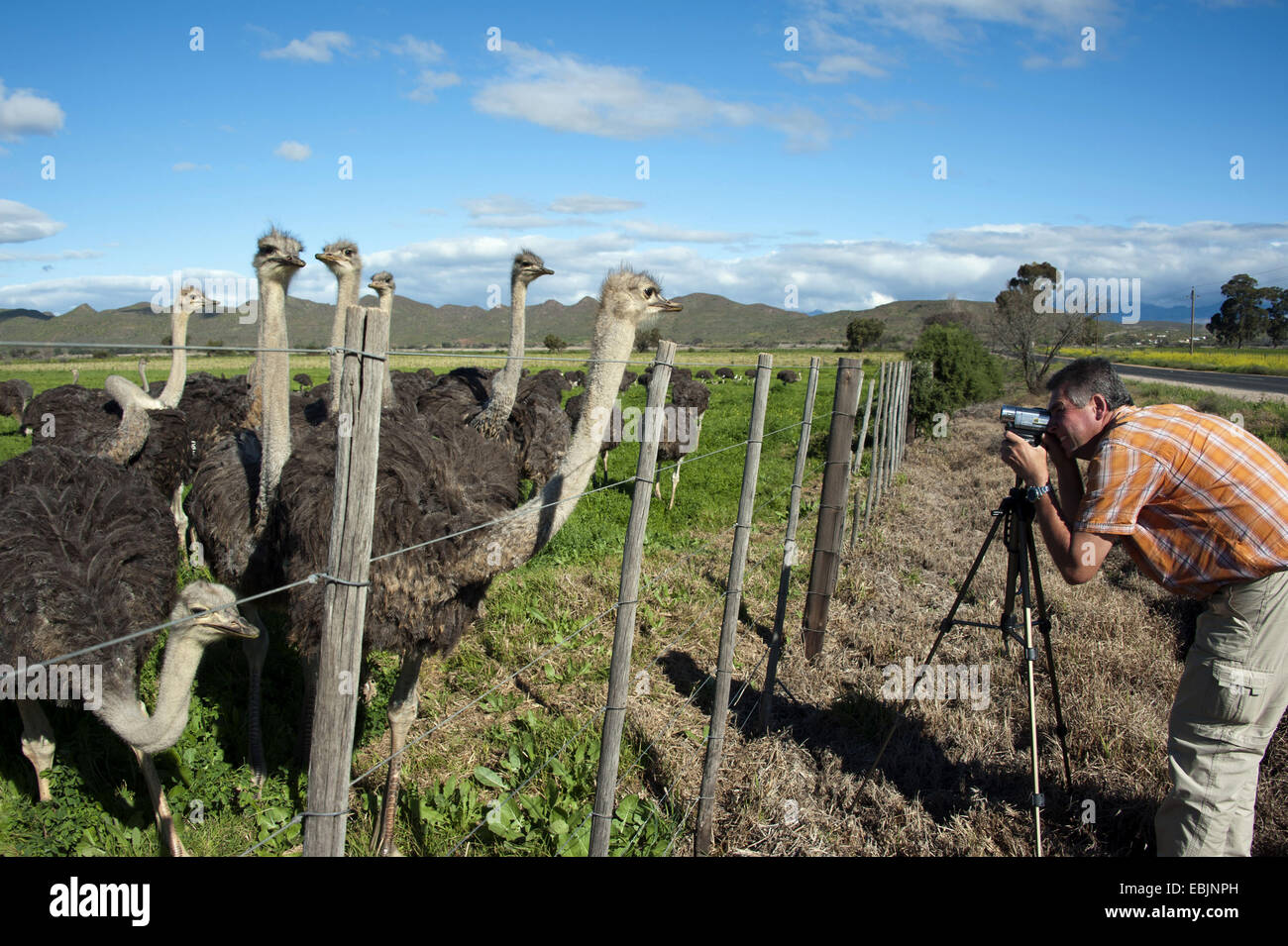 Strauß (Struthio Camelus), Fotograf, stehend auf einem Zaun und die Bilder von einer Herde von Straußen, Südafrika, Western Cape, Oudtshoorn Stockfoto