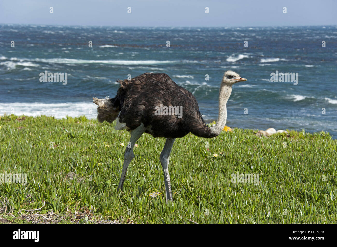 Strauß (Struthio Camelus), zu Fuß über eine Wiese an der Atlantikküste Südafrika, Western Cape, Kap der guten Hoffnung Stockfoto