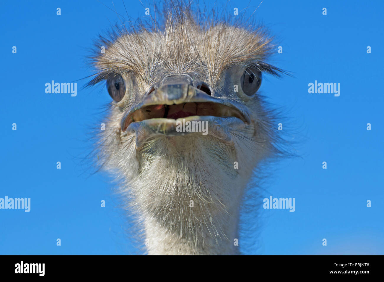 Strauß (Struthio Camelus), mit offenen Schnabel, Südafrika, Western Cape Stockfoto