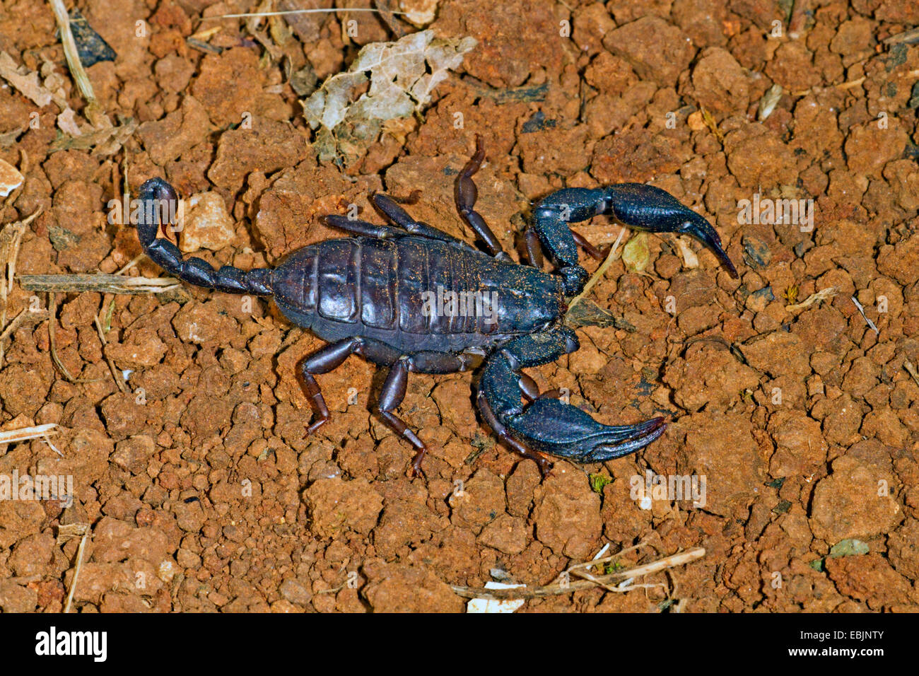 Italienischer Skorpion (Euscorpius Italicus), Weibchen auf Boden, Kroatien, Istrien