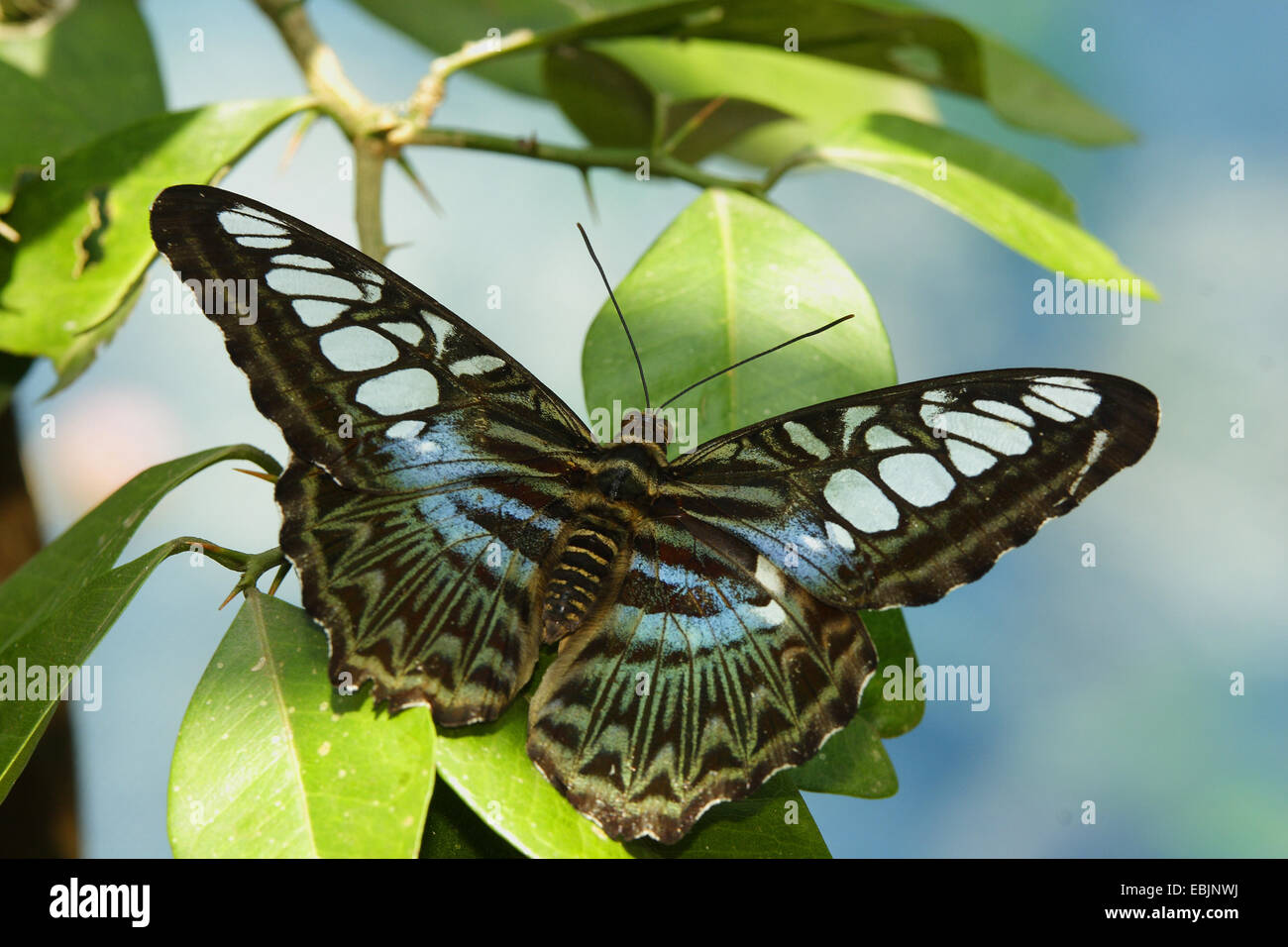 Clipper (Parthenos Sylvia), sitzen auf einer Pflanze, Thailand, Phuket Stockfoto