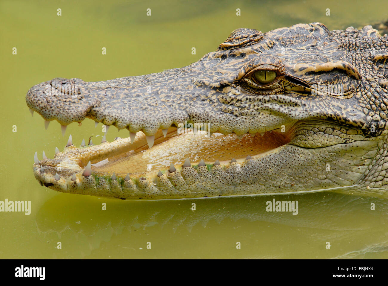 Siam-Krokodil (Crocodylus Siamensis), Porträt, Thailand, Kao Yai Nationalpark Stockfoto