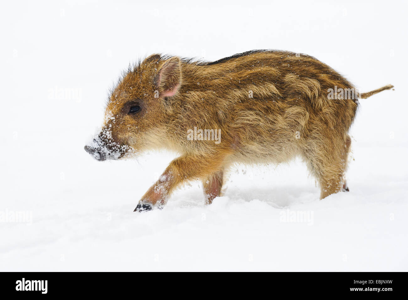 Wildschwein, Schwein, Wildschwein (Sus Scrofa), Shoat Spaziergang durch Schnee, Deutschland, Niedersachsen Stockfoto